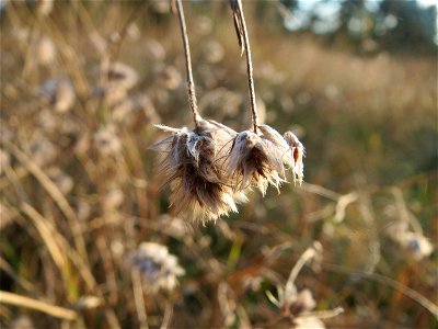 Hasen-Klee (Trifolium arvense) an der Düne der ehem. Ostkurve im Schwetzinger Hardt