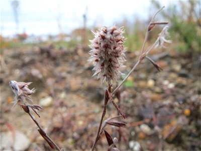 Hasen-Klee (Trifolium arvense) auf einer Ruderalfläche am Messplatz Hockenheim
