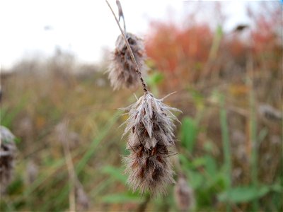 Hasen-Klee (Trifolium arvense) in Hockenheim