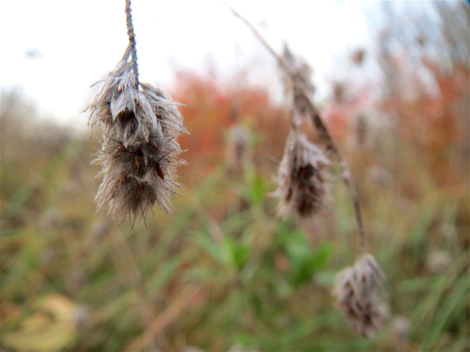 Hasen-Klee (Trifolium arvense) in Hockenheim
