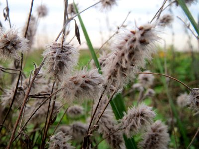 Typische Feldrandvegetation: Hasen-Klee (Trifolium arvense) bei Reilingen