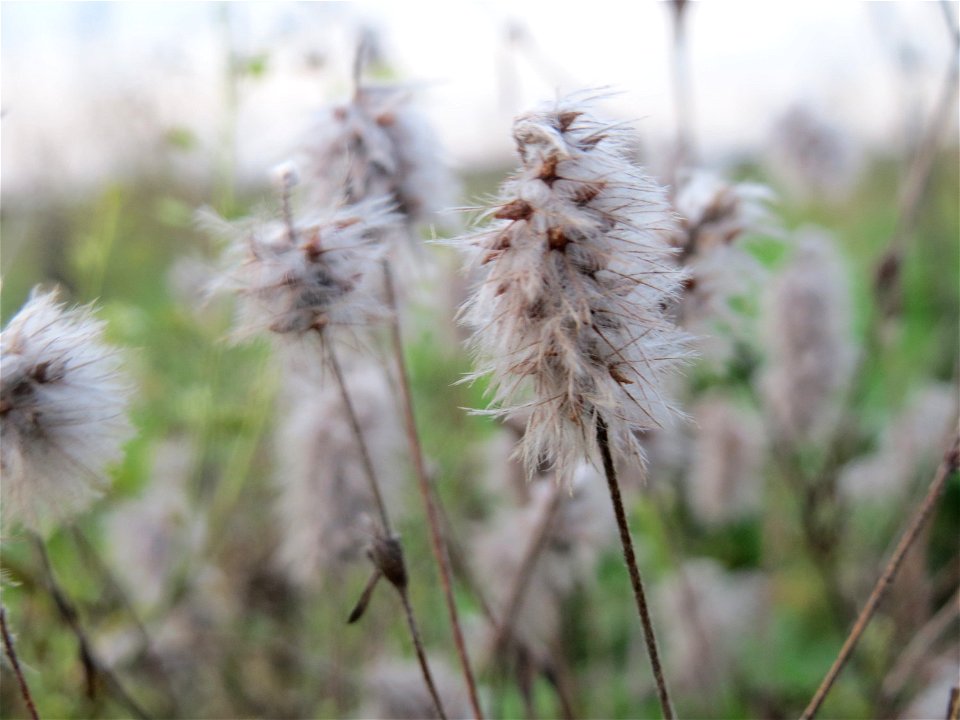 Typische Feldrandvegetation: Hasen-Klee (Trifolium arvense) bei Reilingen