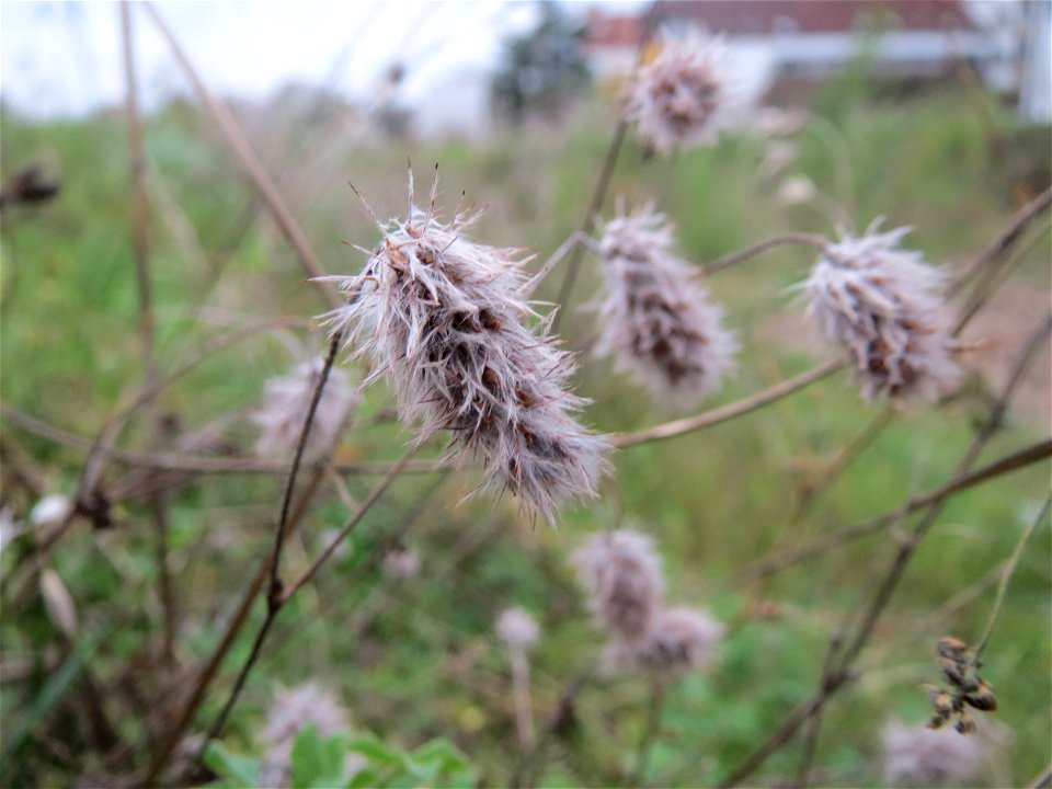 Hasen-Klee (Trifolium arvense) auf einer Ruderalfläche am Messplatz in Hockenheim