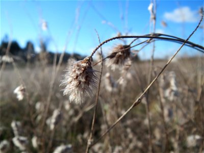 Hasen-Klee (Trifolium arvense) auf einem kleinen Sandtrockenrasen-Biotop bei Neulußheim (Gemarkung Altlußheim)