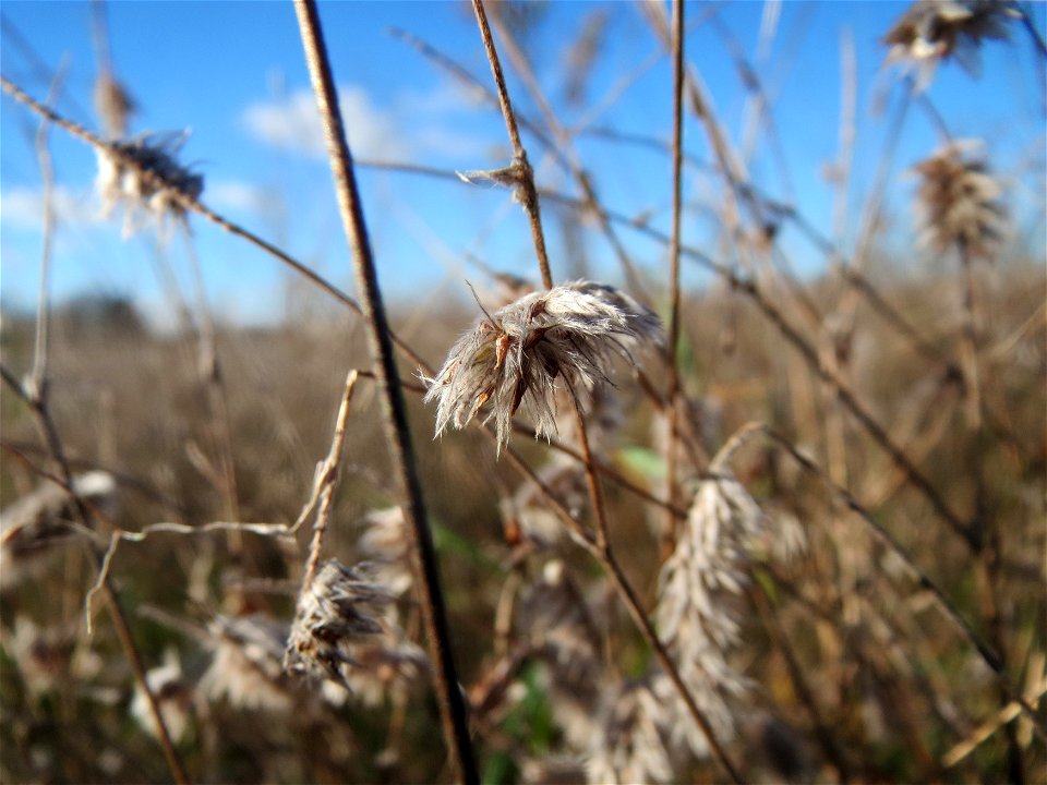 Hasen-Klee (Trifolium arvense) auf einem kleinen Sandtrockenrasen-Biotop bei Neulußheim (Gemarkung Altlußheim)