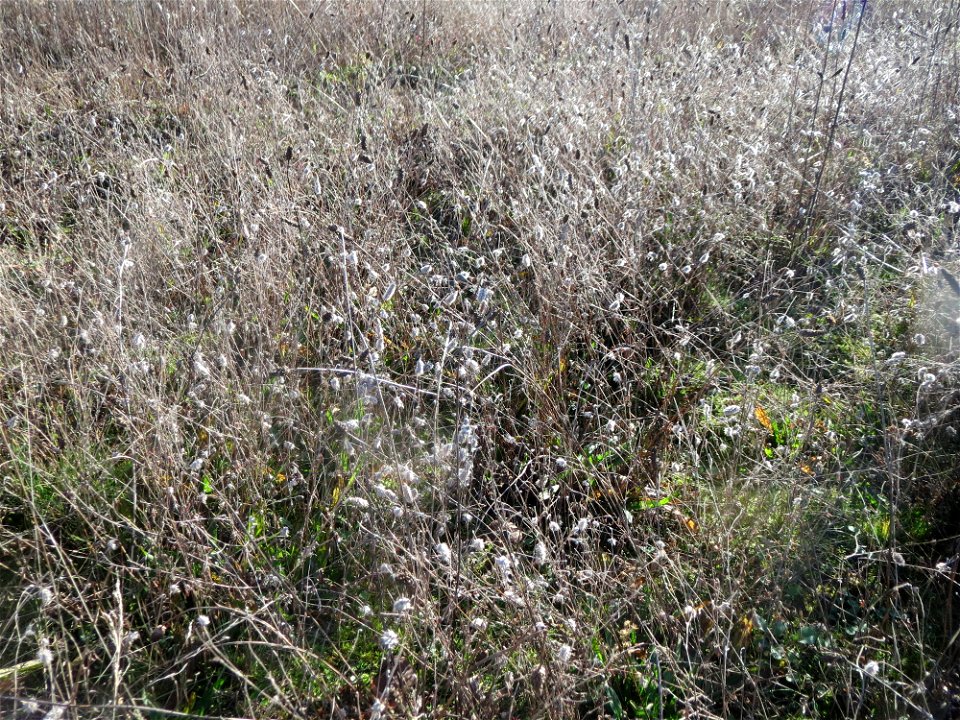 Hasen-Klee (Trifolium arvense) auf einem kleinen Sandtrockenrasen-Biotop bei Neulußheim (Gemarkung Altlußheim)