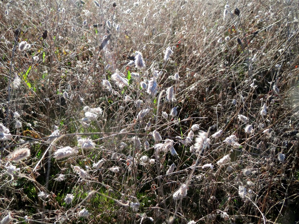 Hasen-Klee (Trifolium arvense) auf einem kleinen Sandtrockenrasen-Biotop bei Neulußheim (Gemarkung Altlußheim)