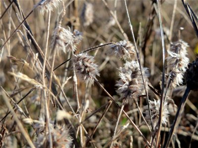 Hasen-Klee (Trifolium arvense) auf einem kleinen Sandtrockenrasen-Biotop bei Neulußheim (Gemarkung Altlußheim)