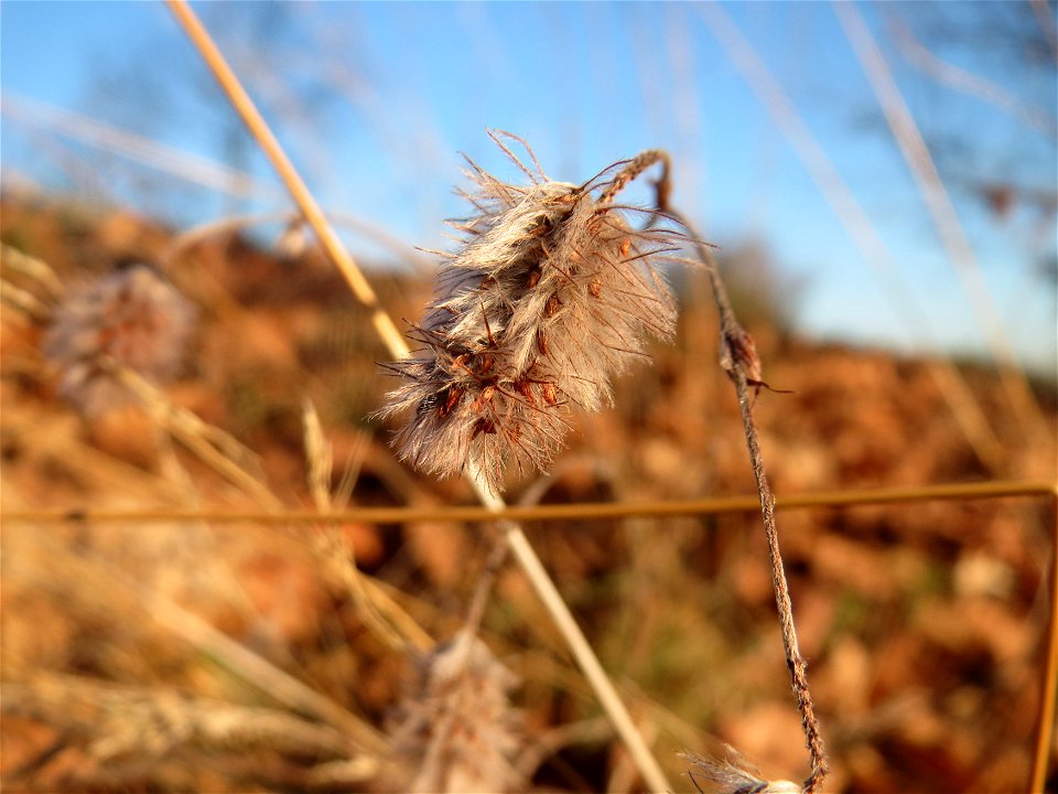 Typische Sand-Magerrasen-Vegetation: Hasen-Klee (Trifolium arvense) bei Reilingen