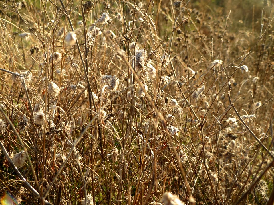 Hasen-Klee (Trifolium arvense) bei Reilingen - ein häufiger Schmetterlingsblütler auf Sand-Trockenrasen (er meidet kalkhaltige Böden), hier zusammen mit dem seltenen Sand-Wegerich