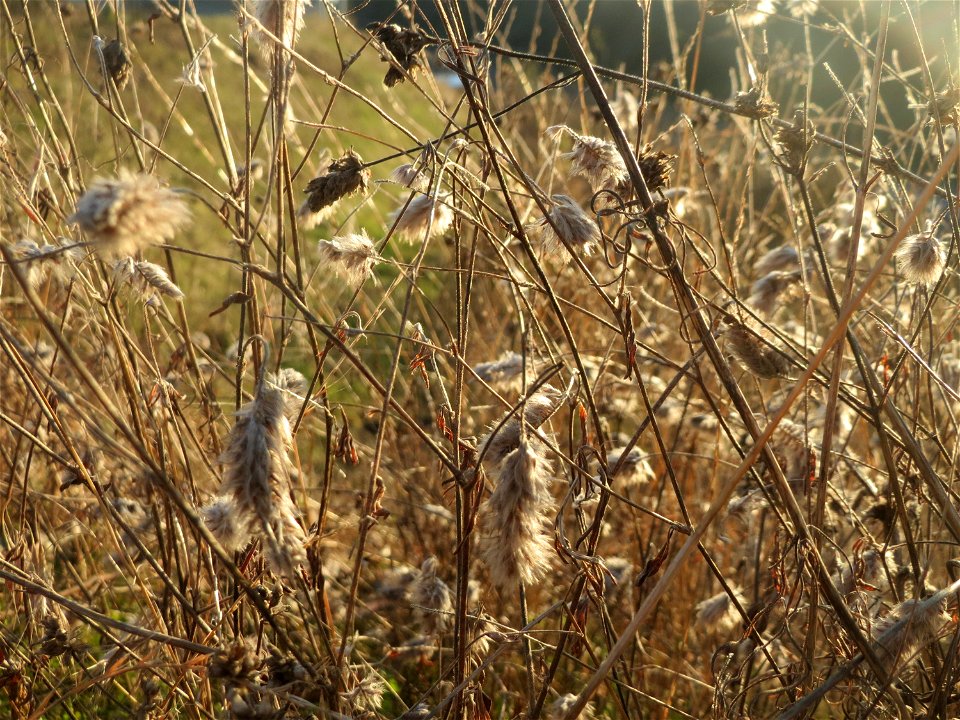 Hasen-Klee (Trifolium arvense) bei Reilingen - ein häufiger Schmetterlingsblütler auf Sand-Trockenrasen (er meidet kalkhaltige Böden), hier zusammen mit dem seltenen Sand-Wegerich
