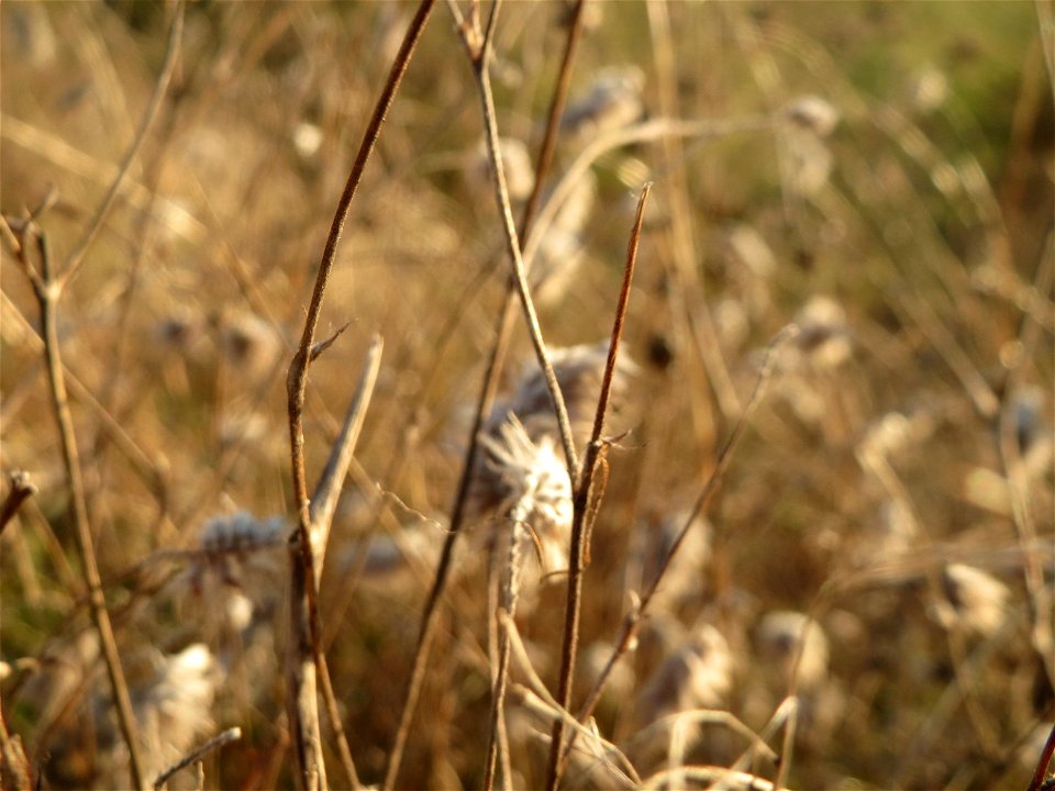 Hasen-Klee (Trifolium arvense) bei Reilingen - ein häufiger Schmetterlingsblütler auf Sand-Trockenrasen (er meidet kalkhaltige Böden)