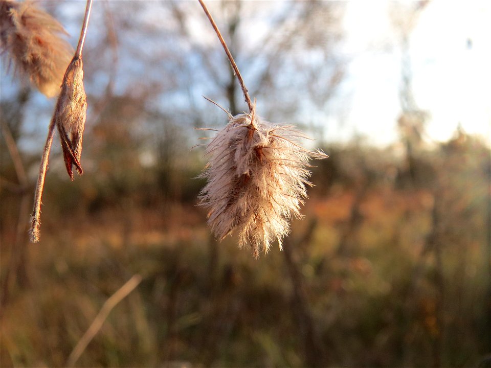 Hasen-Klee (Trifolium arvense) in Hockenheim