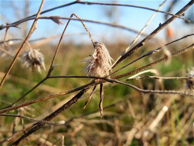 Typische Feldrandvegetation im Dezember: Hasen-Klee (Trifolium arvense) bei Hockenheim - jetzt findet man ihn nur noch spärlich