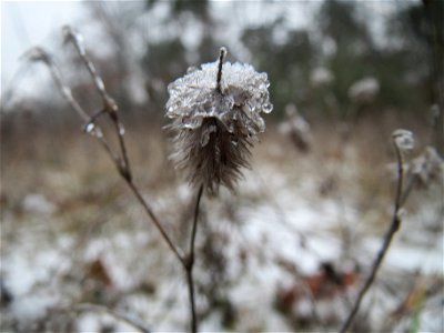 Hasen-Klee (Trifolium arvense) im Schwetzinger Hardt - an der Bahnstrecke Mannheim-Karlsruhe findet sich ein kleines Sandmagerrasen-Biotop mit typischer Binnendünen-Vegetation