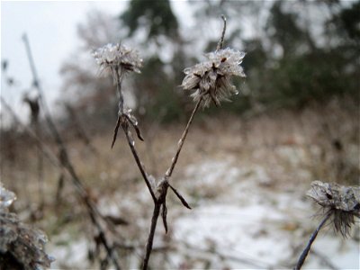 Hasen-Klee (Trifolium arvense) im Schwetzinger Hardt - an der Bahnstrecke Mannheim-Karlsruhe findet sich ein kleines Sandmagerrasen-Biotop mit typischer Binnendünen-Vegetation