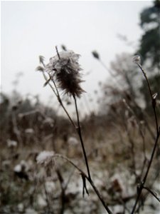 Hasen-Klee (Trifolium arvense) im Schwetzinger Hardt - an der Bahnstrecke Mannheim-Karlsruhe findet sich ein kleines Sandmagerrasen-Biotop mit typischer Binnendünen-Vegetation