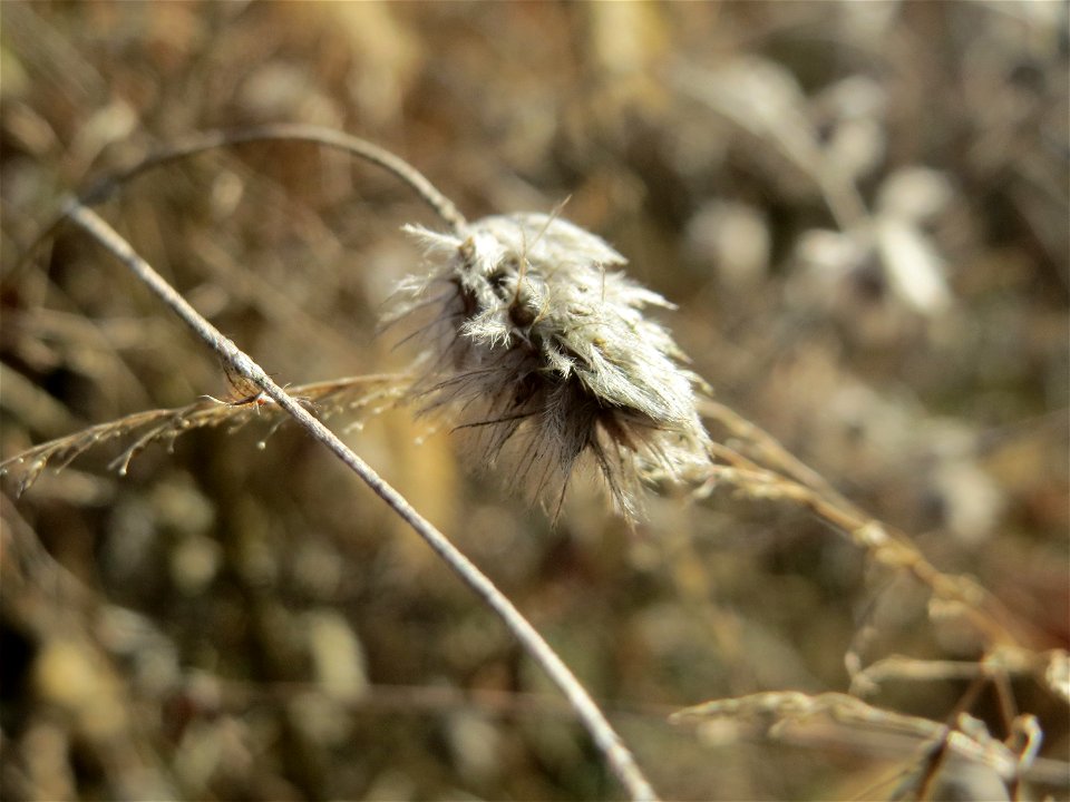 Mumienbotanik: Hasen-Klee (Trifolium arvense) vom Vorjahr in der Schwetzinger Hardt