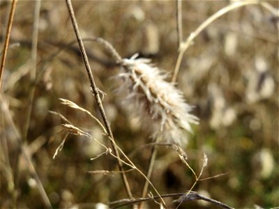 Mumienbotanik: Hasen-Klee (Trifolium arvense) vom Vorjahr in der Schwetzinger Hardt