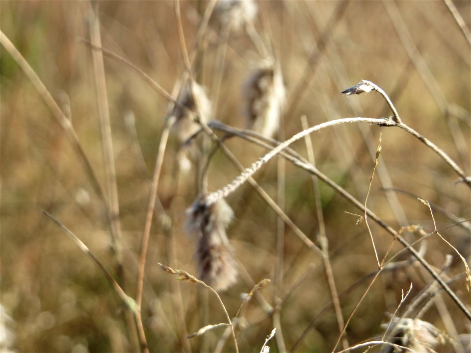 Mumienbotanik: Hasen-Klee (Trifolium arvense) vom Vorjahr in der Schwetzinger Hardt