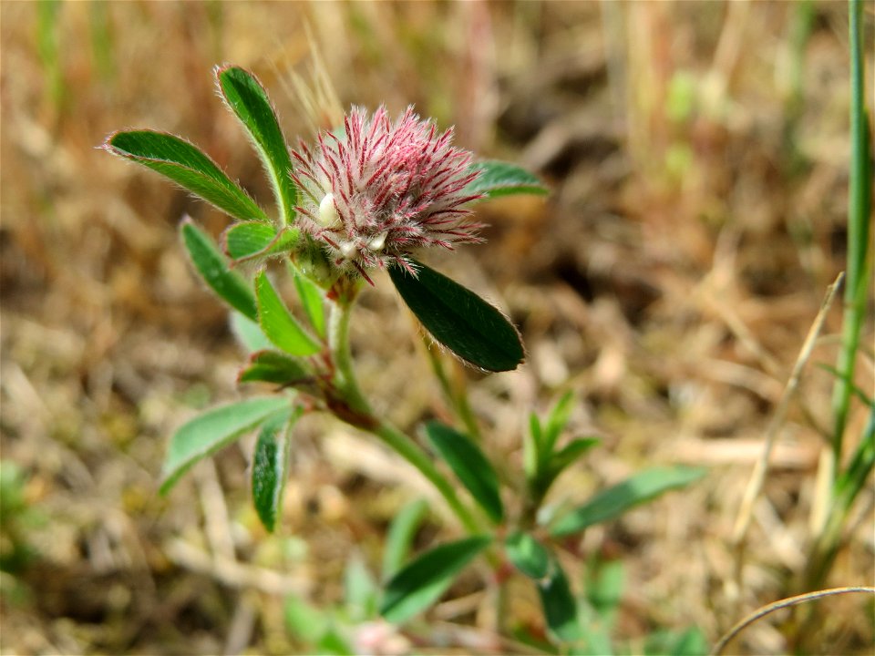 Der erste Hasen-Klee (Trifolium arvense) auf einer Parkplatz-Wiese in Hockenheim