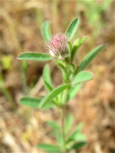 Der erste Hasen-Klee (Trifolium arvense) auf einer Parkplatz-Wiese in Hockenheim
