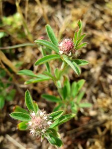 Der erste Hasen-Klee (Trifolium arvense) auf einer Parkplatz-Wiese in Hockenheim