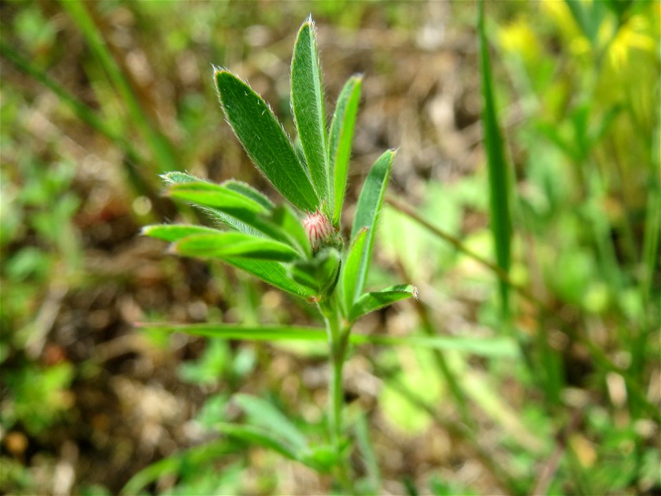 Der erste Hasen-Klee (Trifolium arvense) in der Schwetzinger Hardt - an der Bahnstrecke Mannheim-Karlsruhe findet sich ein kleines Sandmagerrasen-Biotop mit typischer Binnendünen-Vegetation