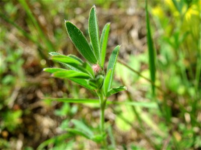Der erste Hasen-Klee (Trifolium arvense) in der Schwetzinger Hardt - an der Bahnstrecke Mannheim-Karlsruhe findet sich ein kleines Sandmagerrasen-Biotop mit typischer Binnendünen-Vegetation