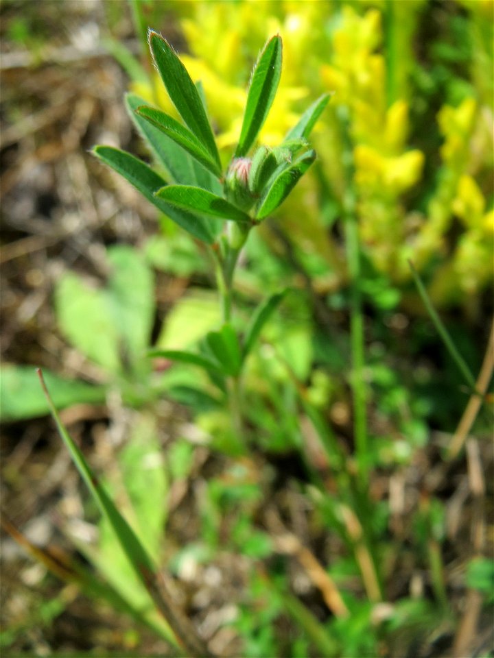 Der erste Hasen-Klee (Trifolium arvense) in der Schwetzinger Hardt - an der Bahnstrecke Mannheim-Karlsruhe findet sich ein kleines Sandmagerrasen-Biotop mit typischer Binnendünen-Vegetation