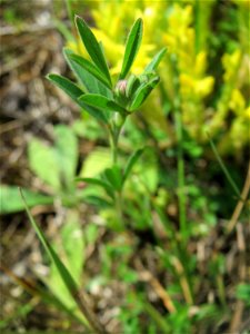 Der erste Hasen-Klee (Trifolium arvense) in der Schwetzinger Hardt - an der Bahnstrecke Mannheim-Karlsruhe findet sich ein kleines Sandmagerrasen-Biotop mit typischer Binnendünen-Vegetation