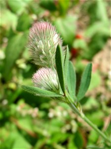 Hasen-Klee (Trifolium arvense) auf einer Wiese zum Schutz der Haubenlerche beim Dänischen Lager bei Hockenheim