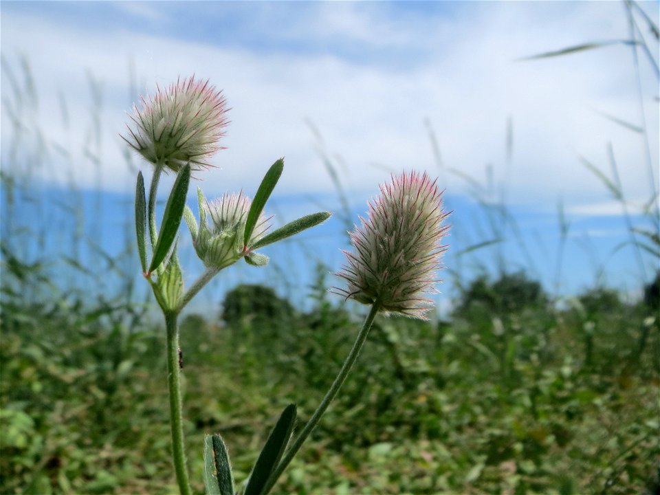 Hasen-Klee (Trifolium arvense) auf einer Wiese zum Schutz der Haubenlerche beim Dänischen Lager bei Hockenheim