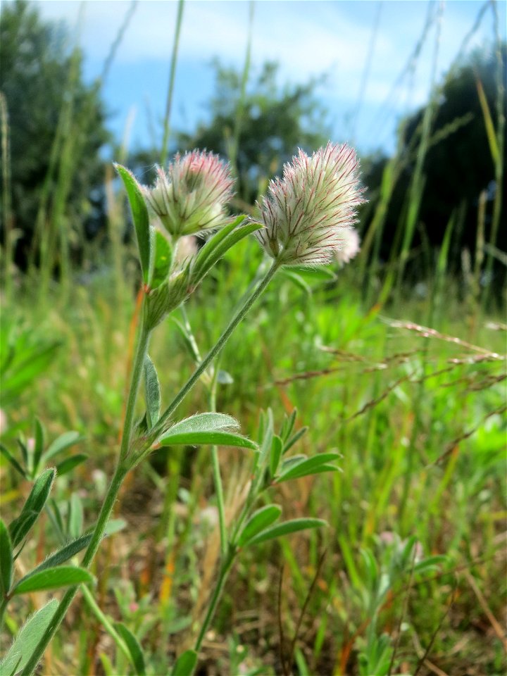 Hasen-Klee (Trifolium arvense) auf einer Wiese zum Schutz der Haubenlerche beim Dänischen Lager bei Hockenheim