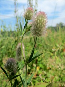 Hasen-Klee (Trifolium arvense) auf einer Wiese zum Schutz der Haubenlerche beim Dänischen Lager bei Hockenheim