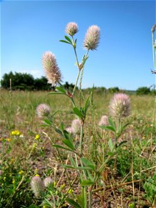 Hasen-Klee (Trifolium arvense) auf einer Wiese oberhalb vom Osthafen in Saarbrücken