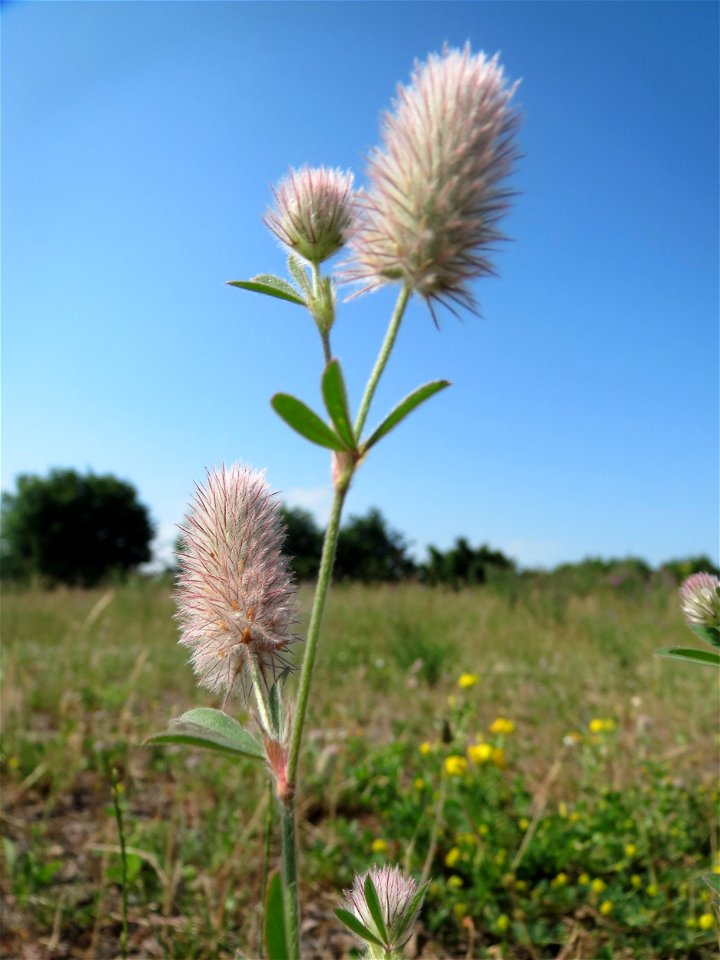 Hasen-Klee (Trifolium arvense) auf einer Wiese oberhalb vom Osthafen in Saarbrücken