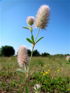 Hasen-Klee (Trifolium arvense) auf einer Wiese oberhalb vom Osthafen in Saarbrücken