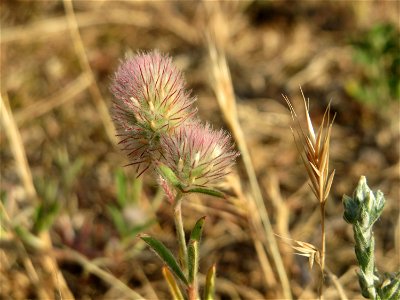 Hasen-Klee (Trifolium arvense) auf einer Parkplatz-Wiese in Hockenheim