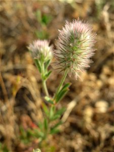 Hasen-Klee (Trifolium arvense) auf einer Parkplatz-Wiese in Hockenheim