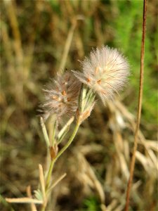 Hasen-Klee (Trifolium arvense) auf einer Streuobstwiese in Hockenheim