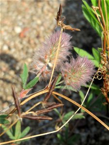Ritzenbotanik: Hasen-Klee (Trifolium arvense) am Messplatz in Hockenheim