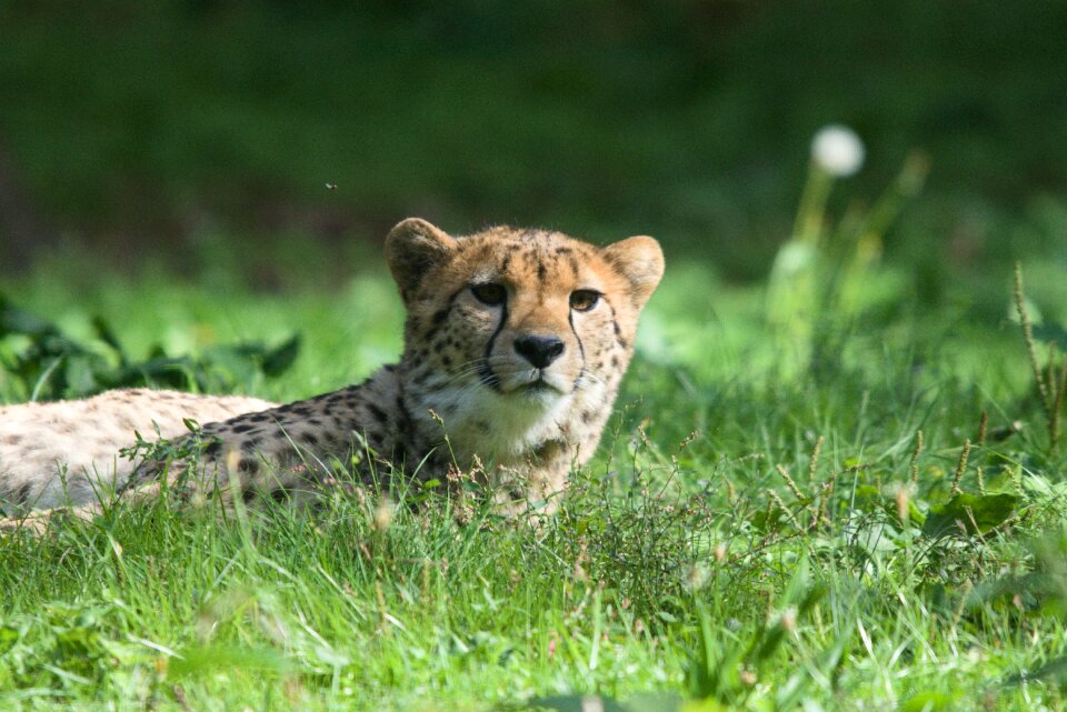 Speed safari africa