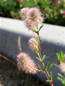 Ritzenbotanik: Hasen-Klee (Trifolium arvense) am Messplatz in Hockenheim