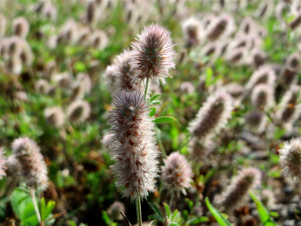 Hasen-Klee (Trifolium arvense) auf einer Wiese oberhalb vom Osthafen in Saarbrücken