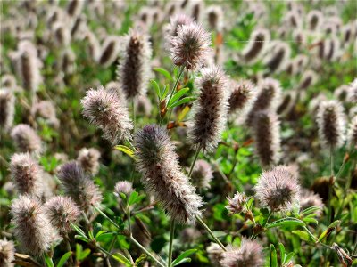 Hasen-Klee (Trifolium arvense) auf einer Wiese oberhalb vom Osthafen in Saarbrücken