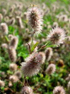 Hasen-Klee (Trifolium arvense) auf einer Wiese oberhalb vom Osthafen in Saarbrücken