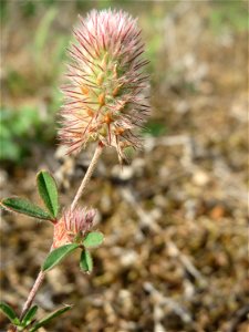 Hasen-Klee (Trifolium arvense) auf einer Parkplatzwiese in Hockenheim