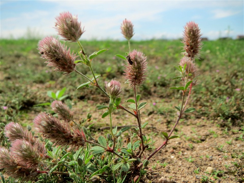 Hasen-Klee (Trifolium arvense) auf einer halboffenen Sand-Brachfläche bei Hockenheim