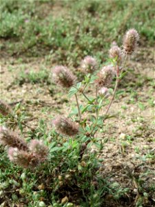 Hasen-Klee (Trifolium arvense) auf einer halboffenen Sand-Brachfläche bei Hockenheim